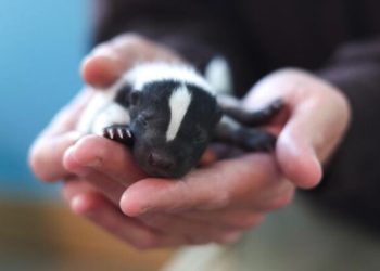 Welcome to the Funky Nursery: 14 Baby Skunks Born at Colorado Zoo